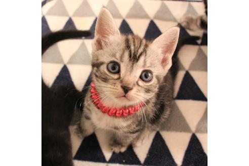 成約済の大阪府のアメリカンショートヘア-6708